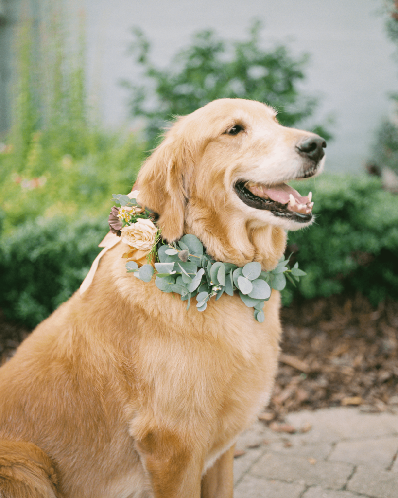 Corrie-and-Kevins-Fall-McAlister-Leftwich-House-Wedding-Kelsey-Nelson-Photography-Wedding Dog